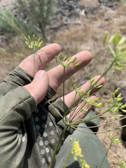 Lomatium ambiguum