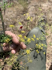 Lomatium ambiguum