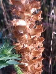 Orobanche amethystea amethystea