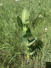 Asclepias amplexicaulis