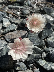 Lewisia rediviva