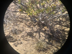 Aspidoscelis tesselatus