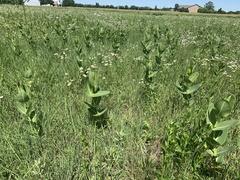 Asclepias amplexicaulis