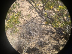 Aspidoscelis tesselatus