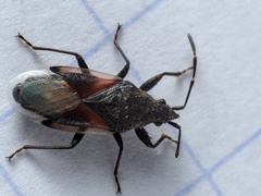 Oxycarenus lavaterae