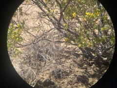 Aspidoscelis tesselatus