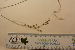 Poa saltuensis