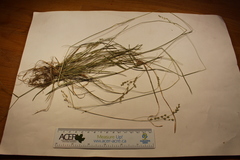 Poa saltuensis