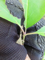 Ilex mucronata image