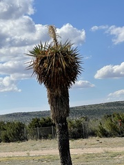 Yucca torreyi