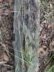 Capillipedium parviflorum