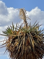 Yucca torreyi