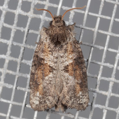 Acrolophus piger
