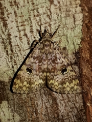 Glenopteris oculifera