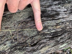 Capillipedium parviflorum