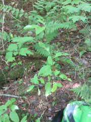 Ilex mucronata image