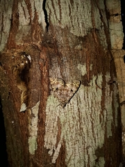 Glenopteris oculifera