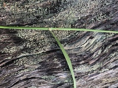 Capillipedium parviflorum