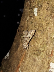 Glenopteris oculifera