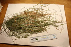 Poa saltuensis