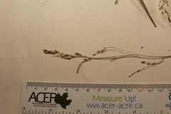 Poa saltuensis