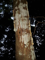 Glenopteris oculifera