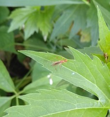 Compsobata