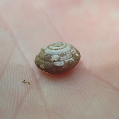 Euchemotrema leaii