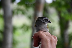 Arremonops chloronotus