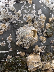 Semibalanus cariosus