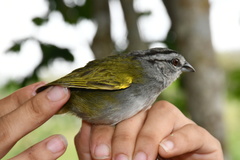 Arremonops chloronotus