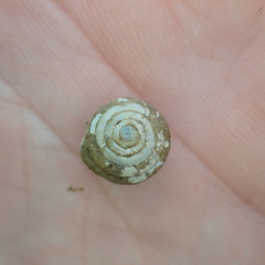 Euchemotrema leaii