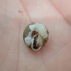 Euchemotrema leaii