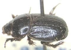 Orphnus cribratellus