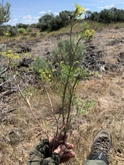Lomatium ambiguum