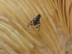 Pseudotephritis vau