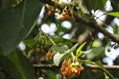 Iochroma arborescens