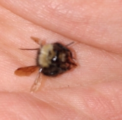 Bombus