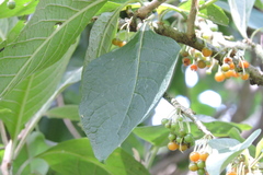 Iochroma arborescens