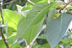 Iochroma arborescens
