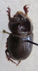 Orphninae