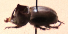 Orphninae