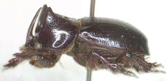 Orphninae