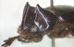 Orphninae