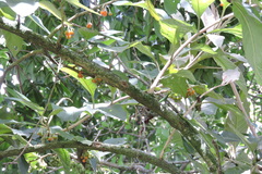 Iochroma arborescens