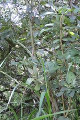 Iochroma arborescens
