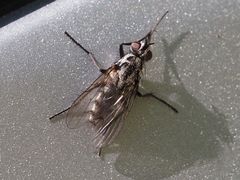 Eustalomyia