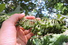 Iochroma arborescens