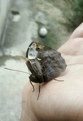 Opsiphanes invirae
