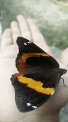 Opsiphanes invirae
